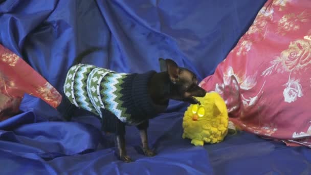 Toy-terrier hond blaft en speelt met een gele speelgoed op een blauwe sofa — Stockvideo