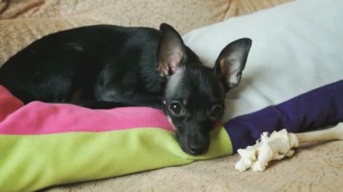 Köpek oyuncak-korkunç kanepede yatıyor ve tavuk kemiğini korur