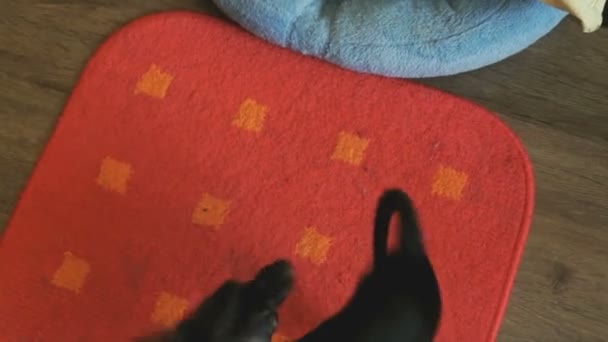 Τα σκυλιά-Τεριέ Τόι κυνηγώντας την ουρά του σε ένα κόκκινο χαλί — Αρχείο Βίντεο