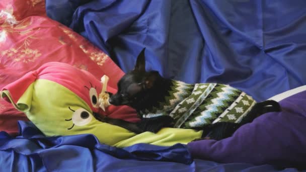 Perro juguete terrier ladra y juega con un juguete amarillo en un sofá azul — Vídeos de Stock
