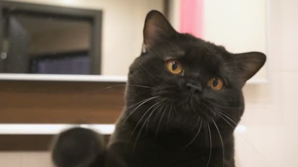 Chat noir britannique aux yeux orange chasse sa patte pour la caméra 