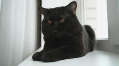 İngiliz siyah kedi beyaz bir pencere üzerinde yatıyor