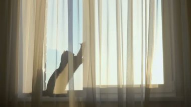 İngiliz siyah kedi bir oyuncakla oynamak