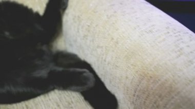 Bacaklar kanepede poz İngiliz kara kedi