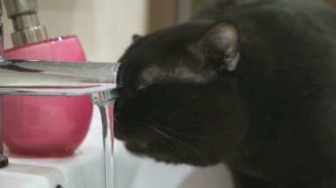 İngiliz siyah kedi içecekler su dokunun