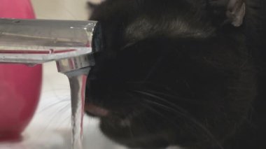 İngiliz siyah kedi içecekler su dokunun