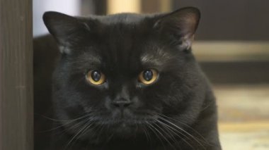 İngiliz açar turuncu gözleri soldan sağa