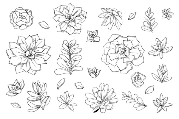 Набор Объектов Цветы Суккуленты Кактусы Графический Эскиз — стоковый вектор
