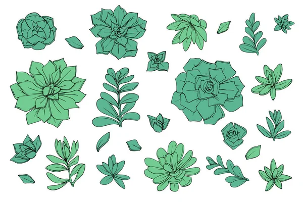 Conjunto Objetos Flores Suculentas Gráficos Verde —  Vetores de Stock