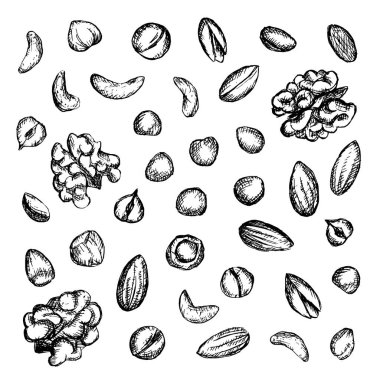 koleksiyon fındıkları çizim arkaplan çizimi el çizimi mürekkep