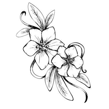 Çiçek çizimi el yazısı çizimi çizimi