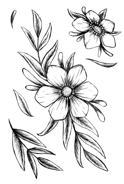 Conjunto Flores Hojas Ilustración Boceto Mano Alzada — Archivo Imágenes Vectoriales