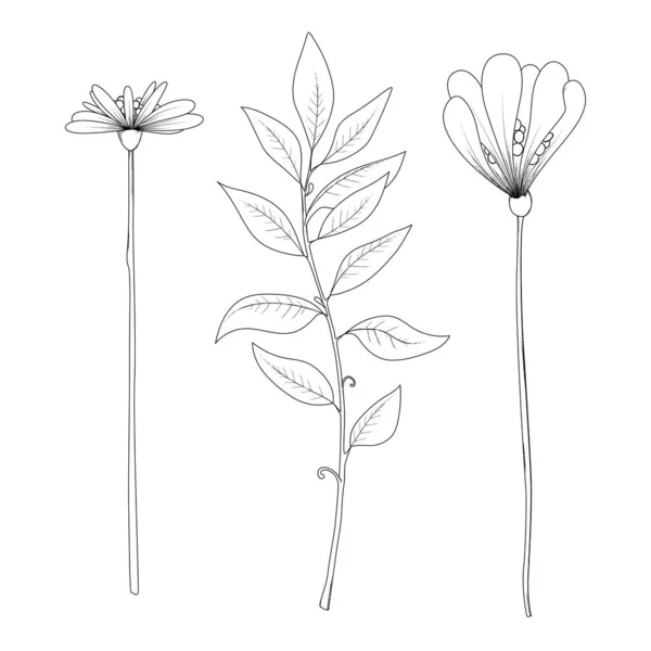 Çiçek Grafikleri Koleksiyonu Siyah Beyaz Illüstrasyon Elementleri — Stok Vektör