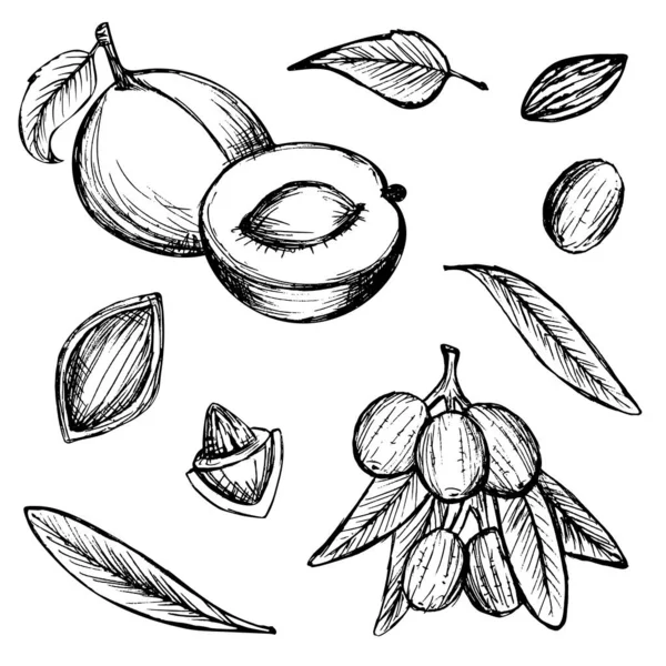 Collection Abricot Olive Croquis Illustration Soin Peau — Image vectorielle