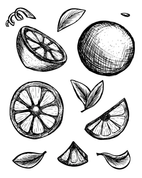 Collection Orange Agrumes Citron Croquis Illustration Main Levée — Image vectorielle