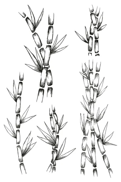 Dibujo Silueta Diseño Bambú Ilustración Blanco Negro — Vector de stock