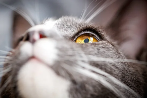 猫の目のクローズ アップ — ストック写真