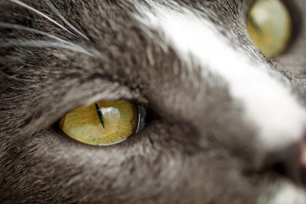 Vértes macska szeme — Stock Fotó