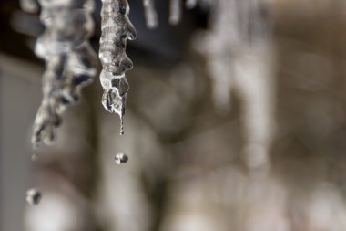 Icicle'ı asılı Tammy'nin