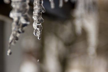 Icicle'ı asılı baharda erimeye başlar