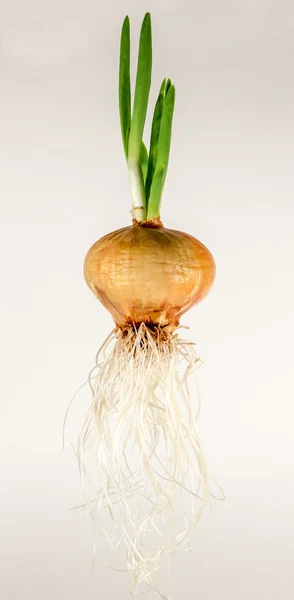 Cebolla germinante con vainas verdes y raíces largas — Foto de Stock