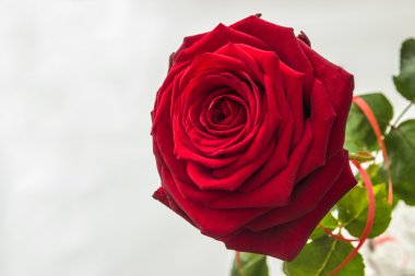 parlak kırmızı gül