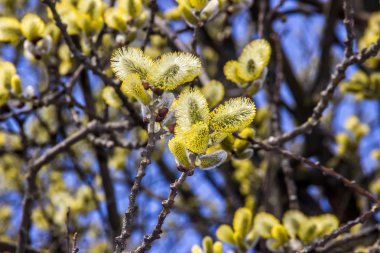 Kukum bahar bloom