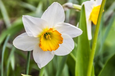 nergis çiçek yakın çekim bahar çimen bir arka plan üzerinde sokakta