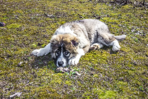 Nadýchané Kavkazský pastevecký pes leží na zemi — Stock fotografie