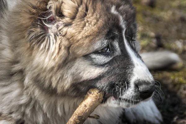 Moelleux caucasien berger chien est ronger l 'bâton — Photo