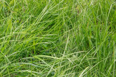 Yeşil çim arka plan. Yeşil çim dokusu.