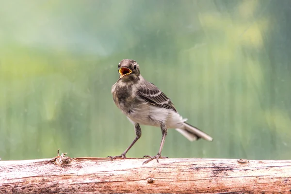 Schöner Baumpiepvogel mit offenem Schnabel auf Baumstamm auf grünem mit gelbem Hintergrund — Stockfoto