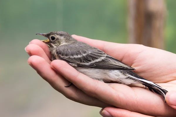 Schöner Baumpiepvogel mit offenem Schnabel in der Hand der Frau — Stockfoto