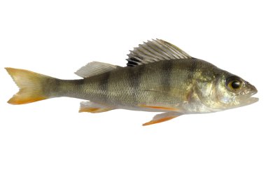 nehir levrek, beyaz arka plan üzerinde izole fry bass çizgili