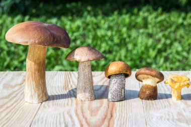 (Cep, kahverengi kap çörek, turuncu-cap çörek, paxil, Cantharellus cibarius azalan sırada farklı mantar mı)