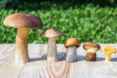 Different mushrooms are in descending  order (cep, brown cap boletus, orange-cap boletus, paxil, chanterelle) clipart
