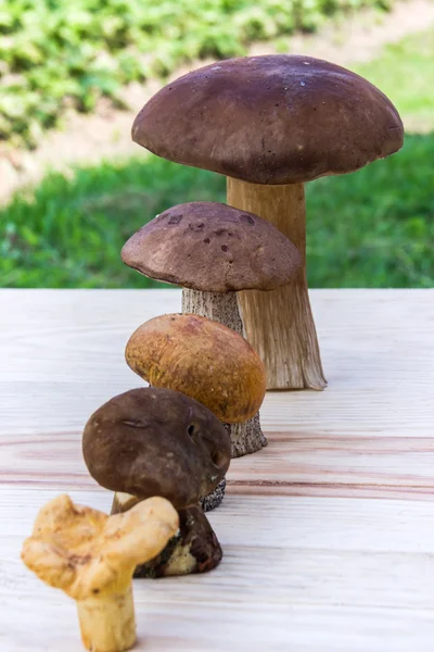 Olika svampar är i stigande ordning (cep brun mössa boletus, orange-cap boletus, paxil, kantareller) — Stockfoto