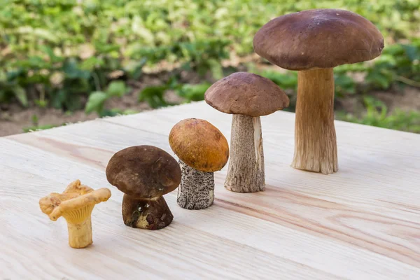 Olika svampar är i stigande ordning (cep brun mössa boletus, orange-cap boletus, paxil, kantareller) — Stockfoto