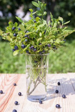 Bush yaban mersini cam. Yaz natürmort