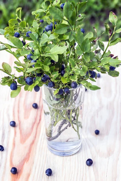 Bush blueberries in the glass. Summer still life — Stock Photo, Image