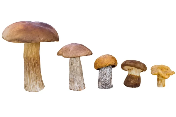 Olika svampar är i fallande ordning (cep brun mössa boletus, orange-cap boletus, paxil, kantareller) — Stockfoto