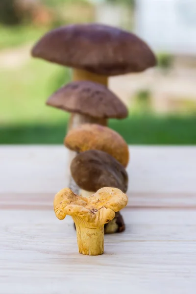 Olika svampar är i stigande ordning (cep brun mössa boletus, orange-cap boletus, paxil, kantareller) — Stockfoto