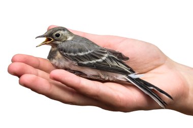 yaralı kuş ağaç incir kuşu elinde beyaz arka plan üzerinde izole. Anthus trivialis. yutmak