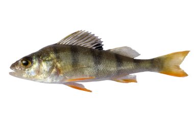 nehir levrek, beyaz arka plan üzerinde izole fry bass çizgili