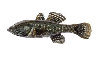 Freshwater predatory fish rotan, isolated Perccottus glenii, Amur Sleeper, side view clipart
