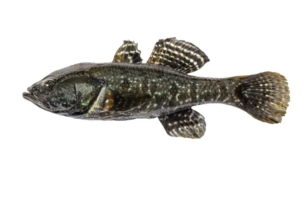 Freshwater predatory fish rotan, isolated Perccottus glenii, Amur Sleeper, side view — Stock Photo, Image