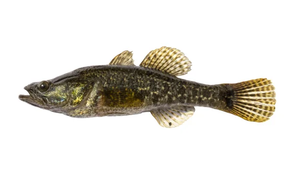 Freshwater predatory fish rotan, isolated Perccottus glenii, Amur Sleeper, side view — Stock Photo, Image