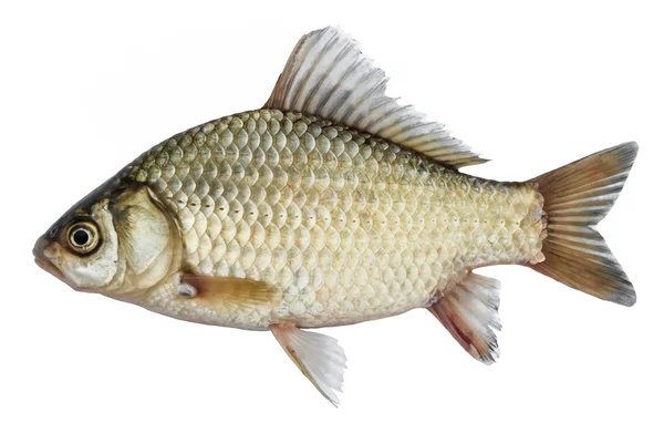 Havuz balığı, balık tarafından gelen bir tür izole. Canlı balık akan yüzgeçleri ile. Akarsu balığıdır