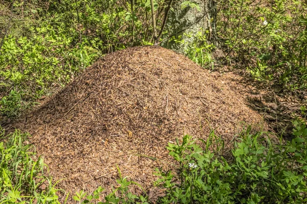 Gran hormiguero con colonia de hormigas en bosque de verano —  Fotos de Stock