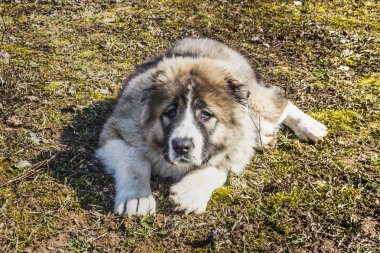 Kabarık Kafkas çoban köpeği yerde yatan